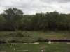 h0014896_small.jpg